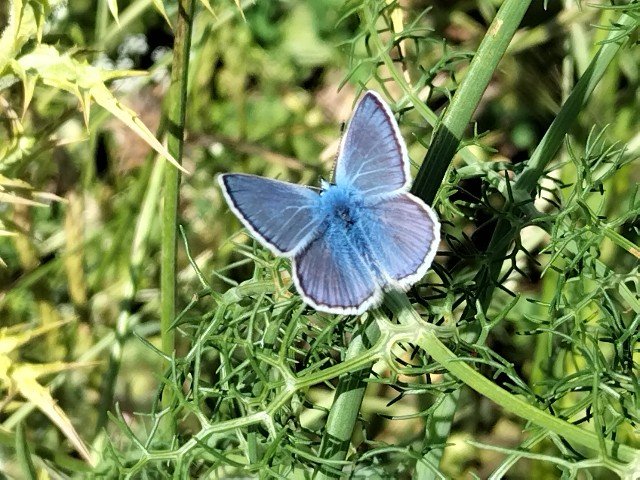 Polyommatus celina?